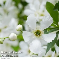 Exochorda 'Blushing Pearl' -Garden Central Sales Store EXOC BLUSHINGP H39619