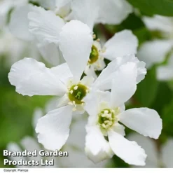 Exochorda 'Blushing Pearl' -Garden Central Sales Store EXOC BLUSHINGP H39620