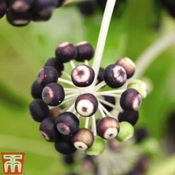 Fatsia Japonica -Garden Central Sales Store FATS T58117 D