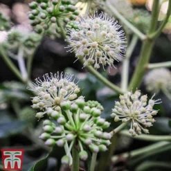 Fatsia Japonica -Garden Central Sales Store FATS T58117 E
