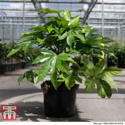 Fatsia Japonica -Garden Central Sales Store FATS T58117 H