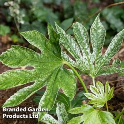 Fatsia Duo -Garden Central Sales Store FATS SPIDERWEB L27146