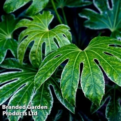 Fatsia Duo -Garden Central Sales Store FATS SPIDERWEB L27147
