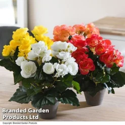 Artificial Begonia In Grey Pot Colour Collection -Garden Central Sales Store FAUX BEGONIAMI T48465