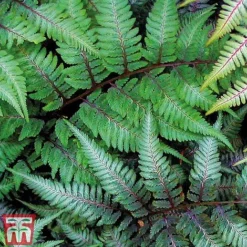 Fern 'Fantastic Ursula's Red' -Garden Central Sales Store FERN URS B