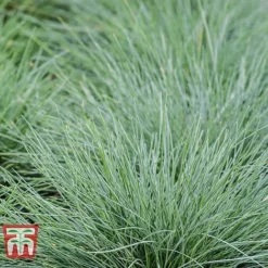 Festuca Glauca 'Elijah Blue' -Garden Central Sales Store FEST T58073 C