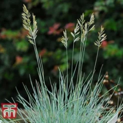 Festuca Glauca 'Elijah Blue' -Garden Central Sales Store FEST T58073 D