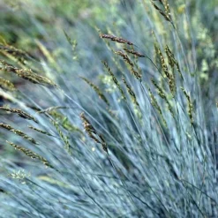 Festuca Glauca