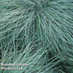 Colourful Ornamental Grass Collection -Garden Central Sales Store FEST GLAUCA W48105