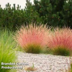 Summer Grass Trio -Garden Central Sales Store FEST SUNRISE H407571