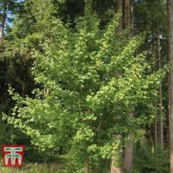 Field Maple (Hedging) -Garden Central Sales Store FIEL 70261 E