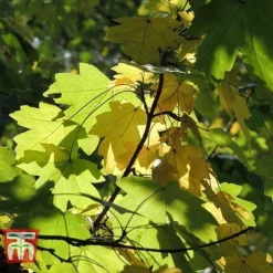 Field Maple (Hedging) -Garden Central Sales Store FIEL 70261 G