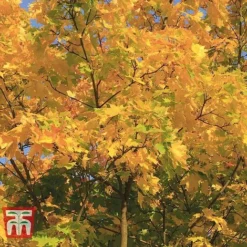 Field Maple (Hedging) -Garden Central Sales Store FIEL 70261 H