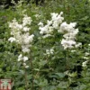 Filipendula Ulmaria