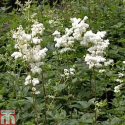 Filipendula Ulmaria