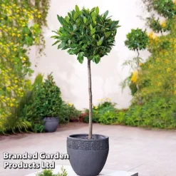 Laurus Nobilis (Standard) -Garden Central Sales Store FLSBAY325601