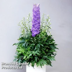 Delphinium 'Delgenius Breezin'