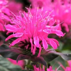 Monarda Balmy Rose -Garden Central Sales Store FLSMON38348