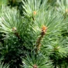 Pinus Sylvestris 'Watereri'