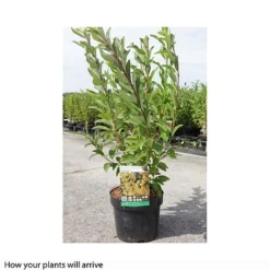 Forsythia X Intermedia 'Week-End' -Garden Central Sales Store FORS T66217 B h