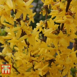 Forsythia X Intermedia 'Week-End' -Garden Central Sales Store FORS T66217 C