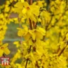 Forsythia 'Maree D'Or'