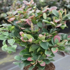 Fothergilla Major -Garden Central Sales Store FOTH T62045 A h