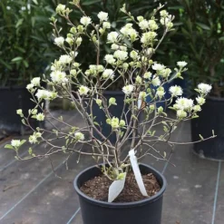 Fothergilla Major -Garden Central Sales Store FOTH T62045 B h