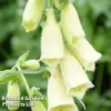Foxglove Grandiflora Carillon