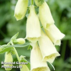 Foxglove Grandiflora Carillon