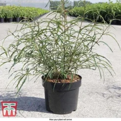 Rhamnus Frangula 'Asplenifolia' -Garden Central Sales Store FRAN T66222 D