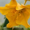 Fremontodendron Californicum