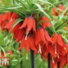 Fritillaria Imperialis 'Red'