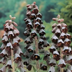 Fritillaria Persica -Garden Central Sales Store FRIT T62656 A h