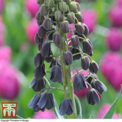 Fritillaria Persica