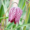 Fritillaria Meleagris