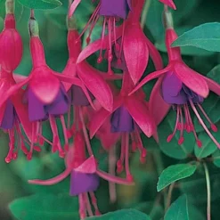 Fuchsia 'Tom Thumb' (Hardy) -Garden Central Sales Store FUCH T57754 A h