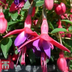 Fuchsia 'Tom Thumb' (Hardy) -Garden Central Sales Store FUCH T57754 B