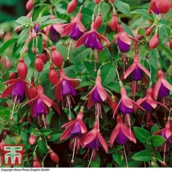 Fuchsia 'Tom Thumb' (Hardy) -Garden Central Sales Store FUCH T57754 D
