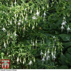 Fuchsia 'Hawkshead' (Hardy) -Garden Central Sales Store FUCH T65133 C