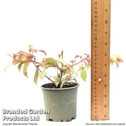 Fuchsia 'Tom Thumb' (Hardy) -Garden Central Sales Store FUCH TOMTH10CM T49944