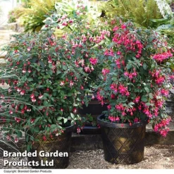 Fuchsia Whip Trio -Garden Central Sales Store FUCH WHIPCOLL T41436