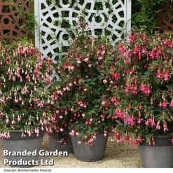 Fuchsia Whip Trio -Garden Central Sales Store FUCH WHIPTRIO T44433
