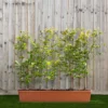 Green Beech Instant Trough Hedge 1m (pre-grown)