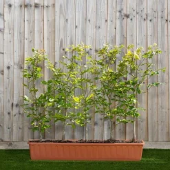 Green Beech Instant Trough Hedge 1m (pre-grown)