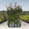 Copper Beech Ready Bag Instant Hedge 1m (pre-grown)
