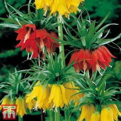 Fritillaria Imperialis Duo