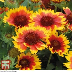 Gaillardia Aristata 'Arizona Sun' -Garden Central Sales Store GAIL T64144 B