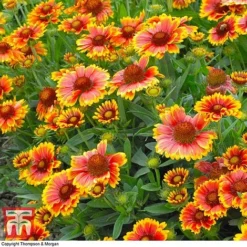 Gaillardia Aristata 'Arizona Sun' -Garden Central Sales Store GAIL T64144 C