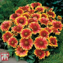 Gaillardia Aristata 'Arizona Sun' -Garden Central Sales Store GAIL T64144 D